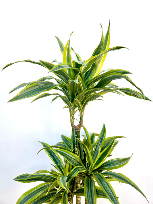 Dracaena Green Stripe Triple Planted 4.5L - Urban Lush NZ