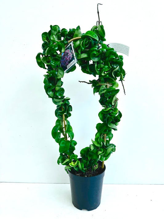 Hoya Hindu Rope in Hoop - Urban Lush NZ