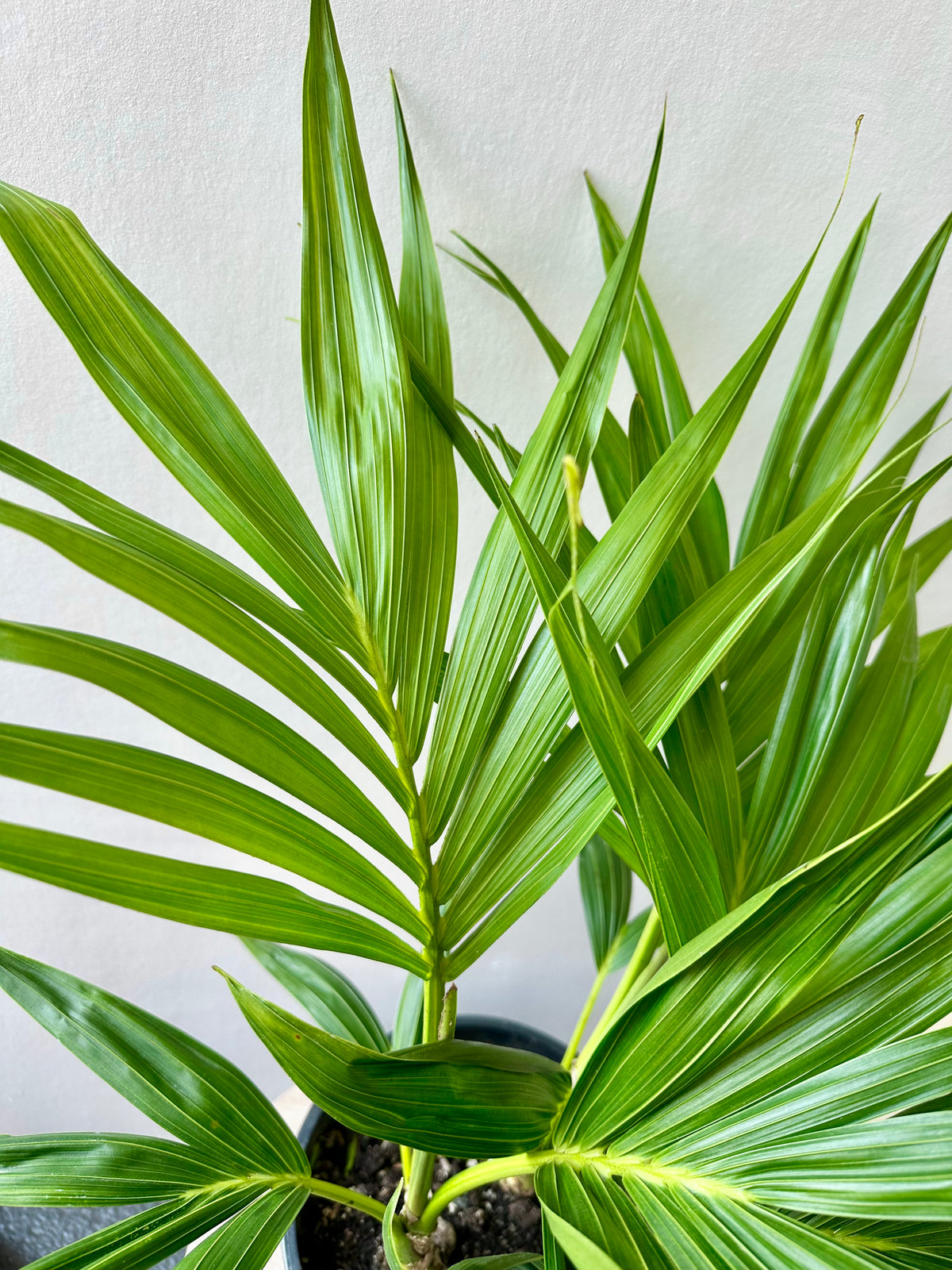 Kentia Palm - Howea Forsteriana Tripple Planted 5.5L - Urban Lush NZ