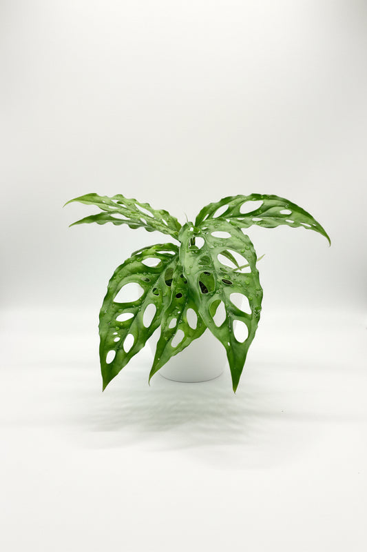 Monstera Obliqua Peru 12CM - Urban Lush NZ