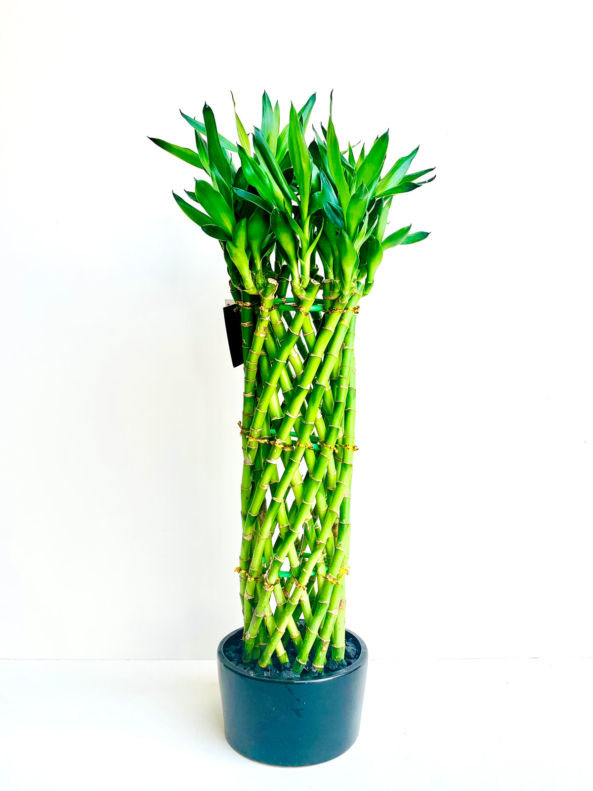 Lucky Bamboo Cage Large - Urban Lush NZ
