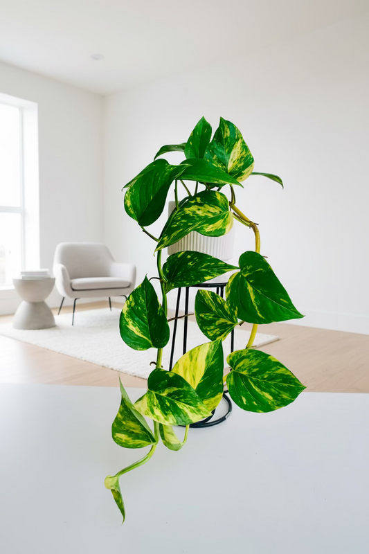Epipremnum Aureum Golden Pothos 12cm - Urban Lush NZ