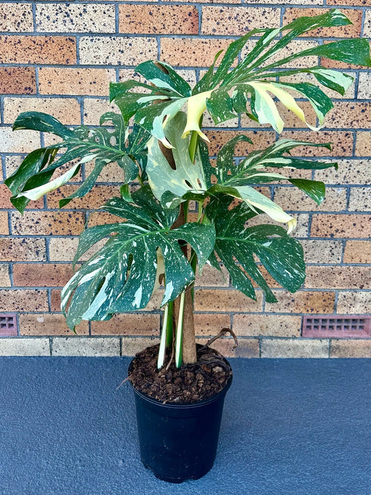Monstera Thai Constellation 23CM
