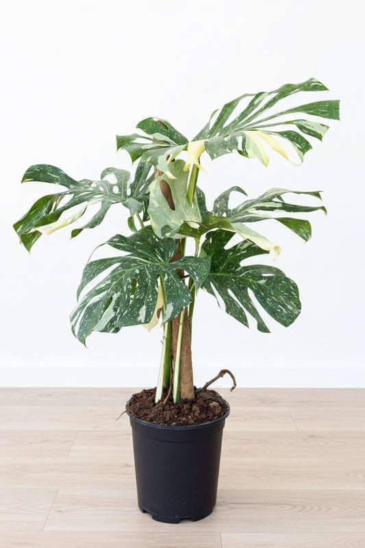 Monstera Thai Constellation 23CM