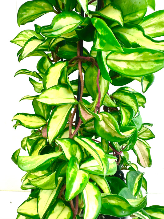 Hoya Krimson Princess in Basket - Urban Lush NZ