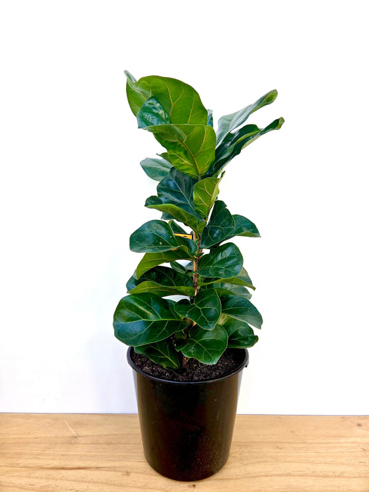 Ficus Bambino 25CM