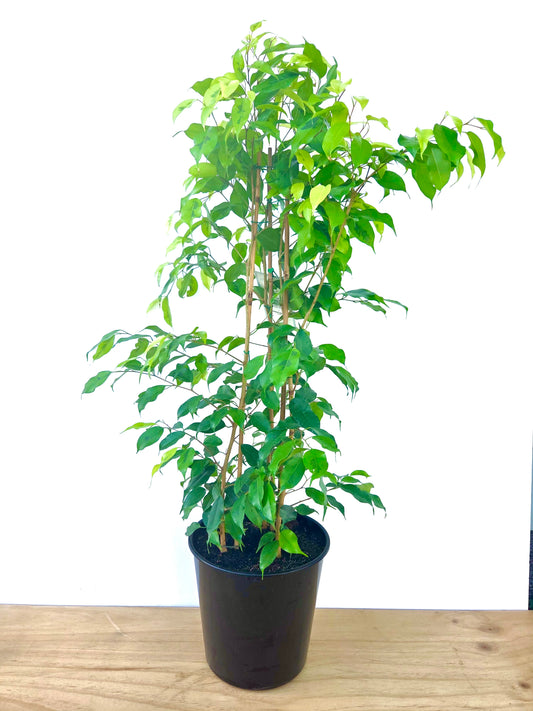 Ficus Reginald 25CM