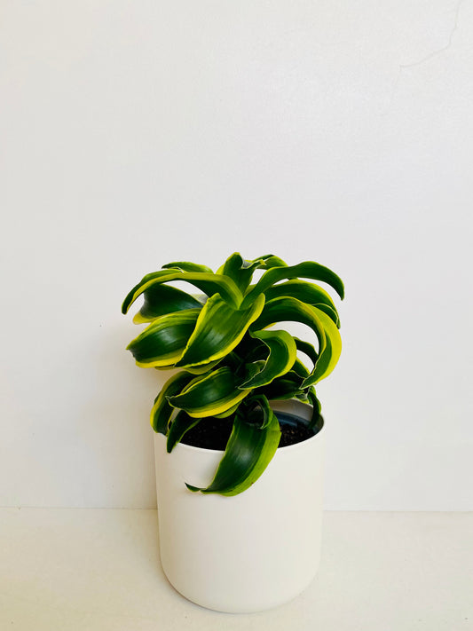 Dracaena Dorado 14cm - Urban Lush NZ