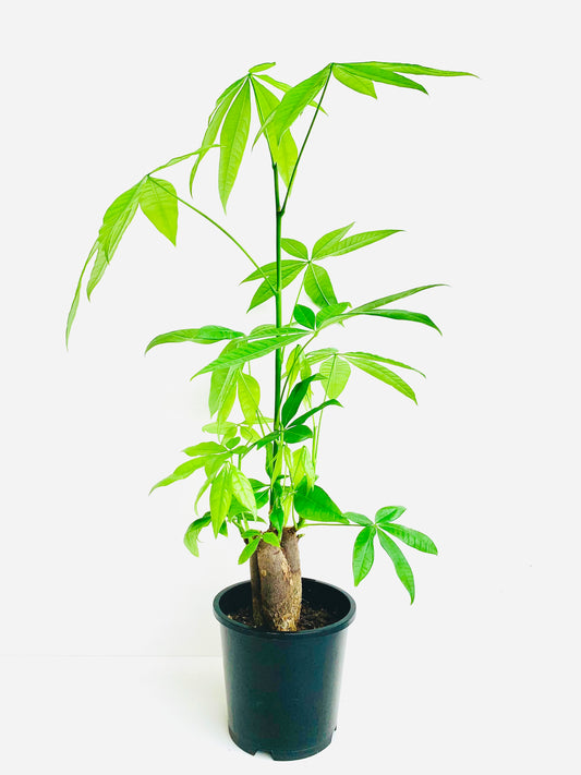 Pachira Triple Planted Money Tree 14CM - Urban Lush NZ