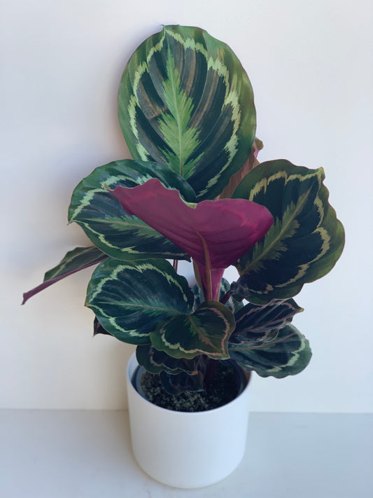 Calathea Shinestar 12cm - Urban Lush NZ