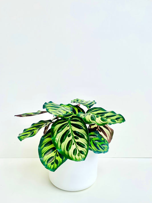 Calathea Makoyana 14CM