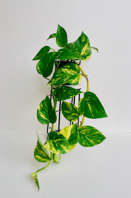 Epipremnum Aureum Golden Pothos 12cm - Urban Lush NZ