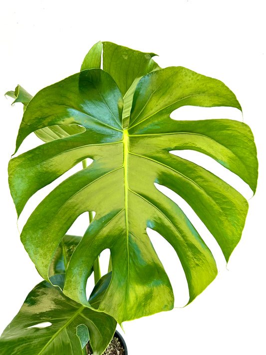 Monstera Deliciosa - Fruit Salad Plant 3.5L