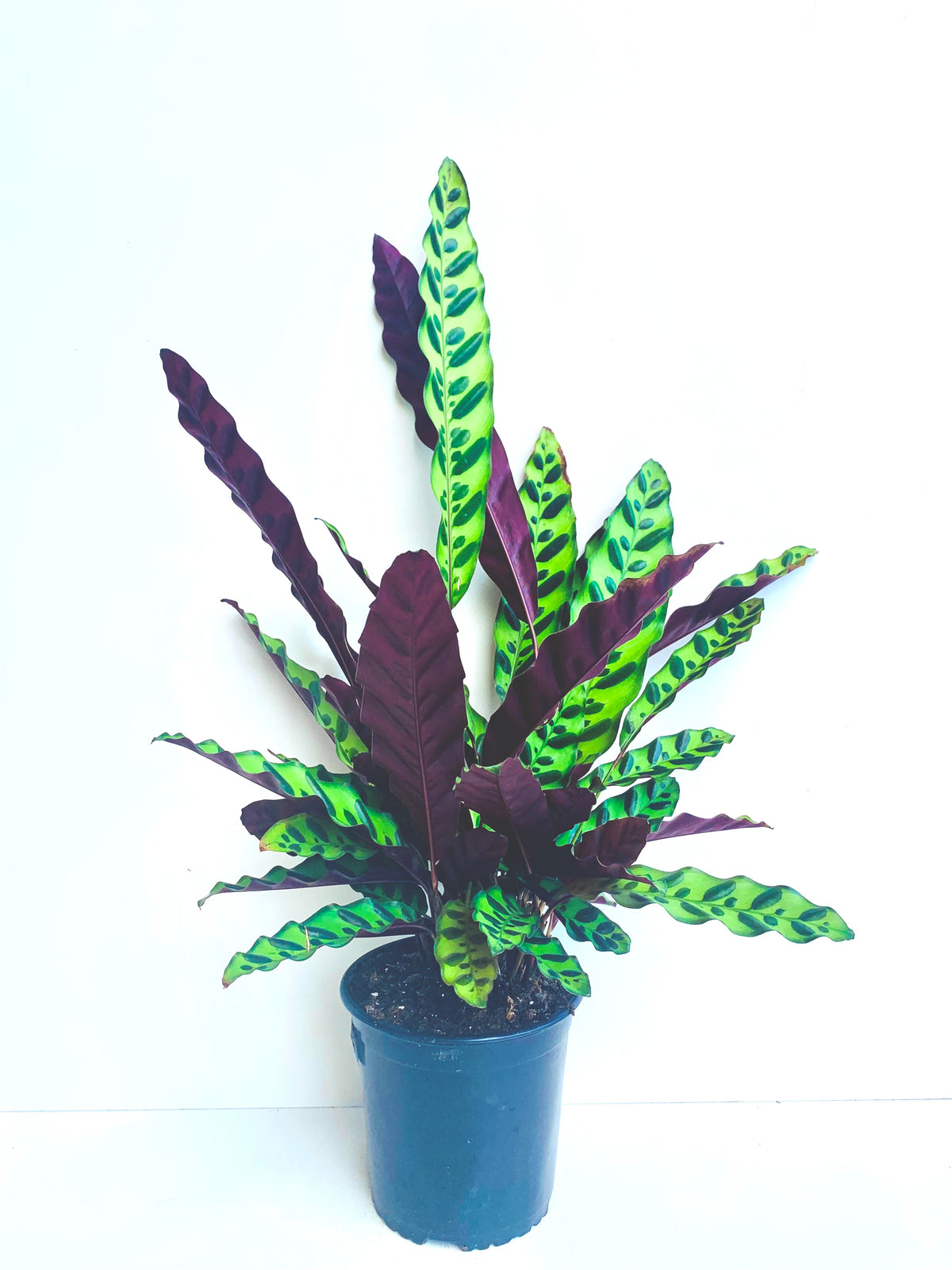 Calathea Insignis 14CM - Urban Lush NZ