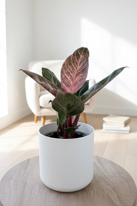 Philodendron Birkin Pink 12CM