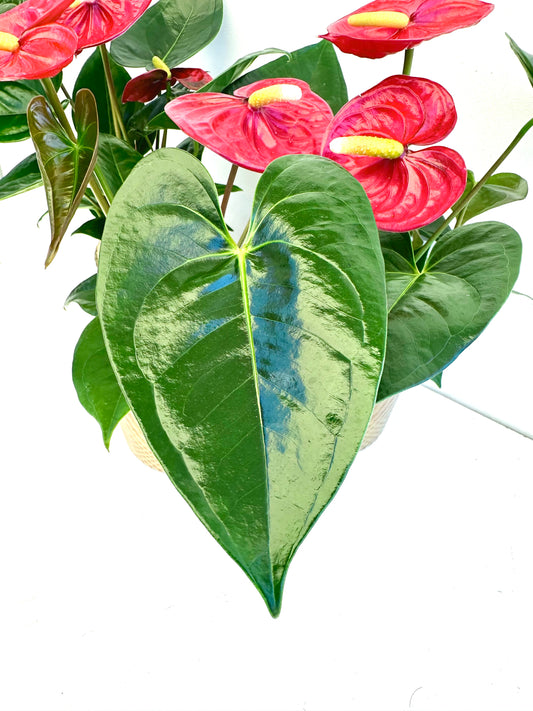 Anthurium Assorted Ceramic in 9CM - Urban Lush NZ