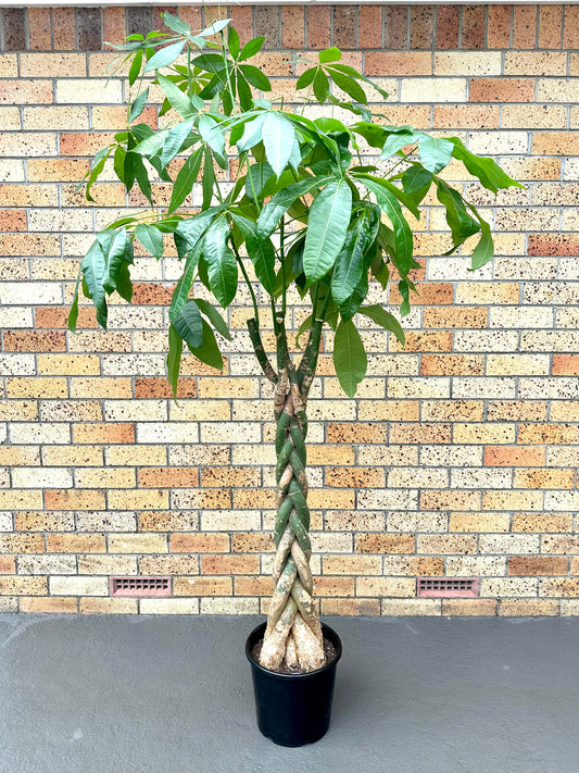 Pachira Braided (Money Tree) Large 8L - Urban Lush NZ