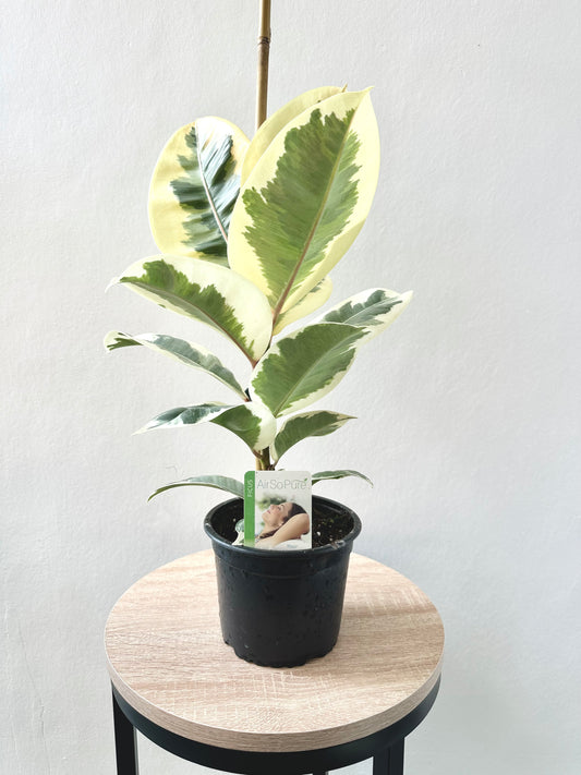 Ficus Tineke 14cm - Urban Lush NZ