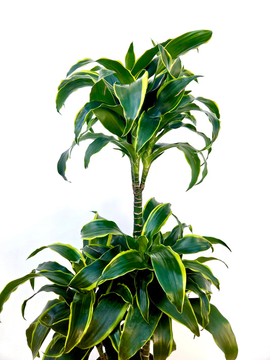 Dracaena Dorado Triple Planted 4.5L - Urban Lush NZ