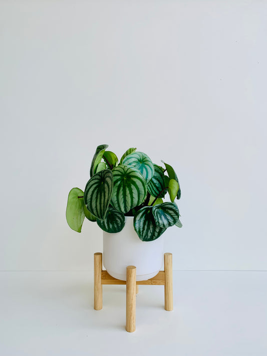 Peperomia Argyreia (Watermelon Peperomia) 14cm - Urban Lush NZ