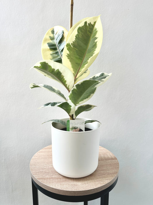 Ficus Tineke 14cm - Urban Lush NZ