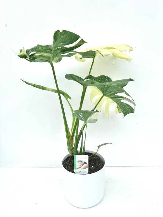 Monstera Thai Constellation 14CM - Urban Lush NZ