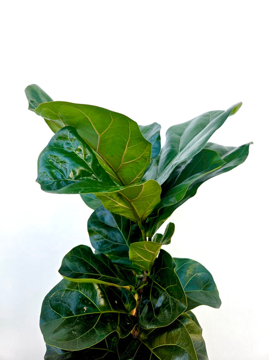 Ficus Bambino 25CM