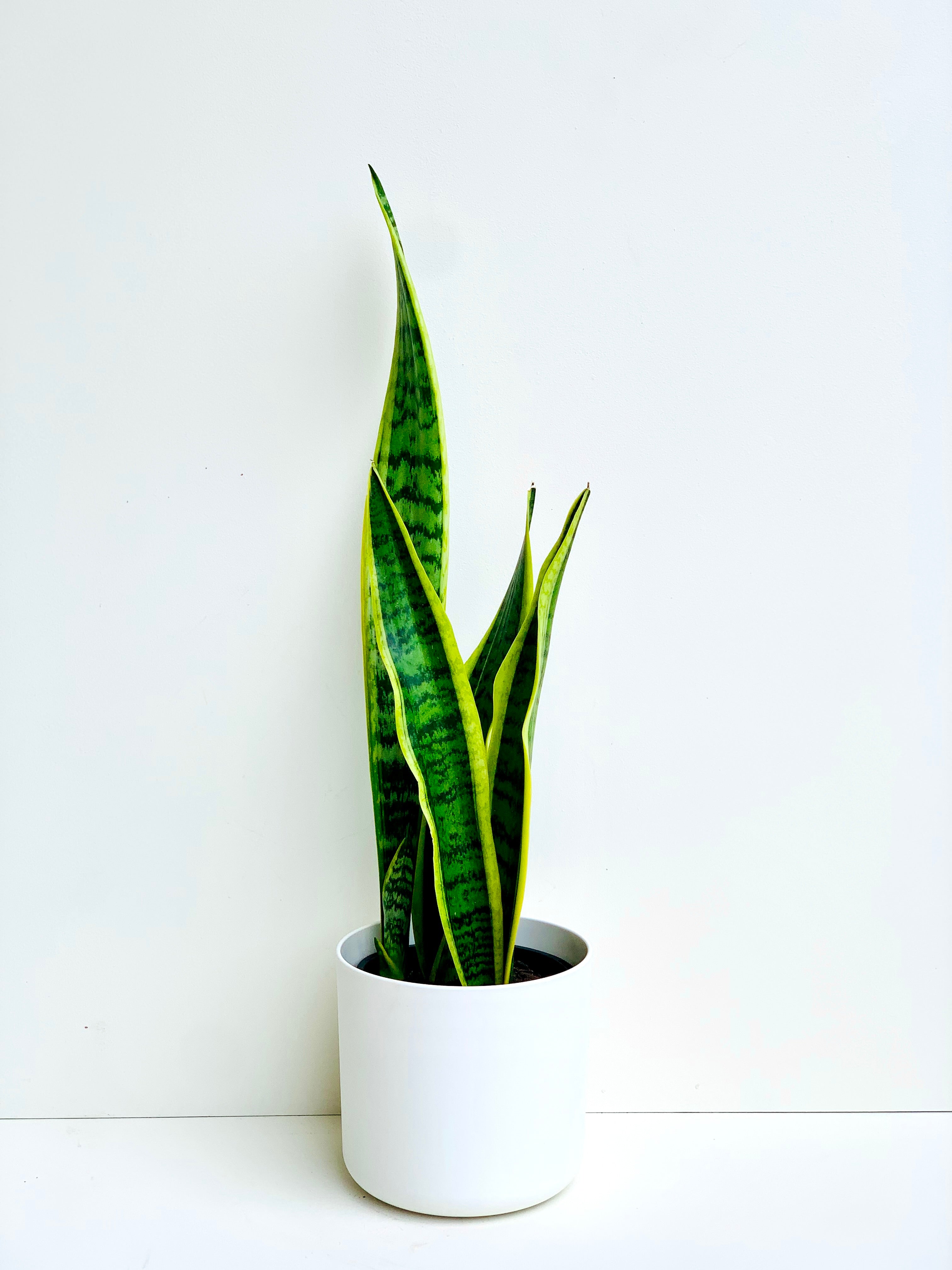 Snake Plant | Variegated Sansevieria Snake Plant 14CM