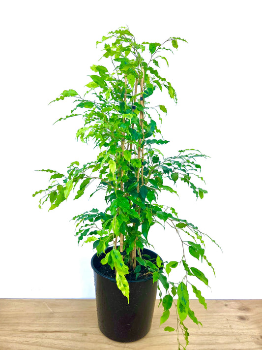 Ficus Golden Monique 25CM