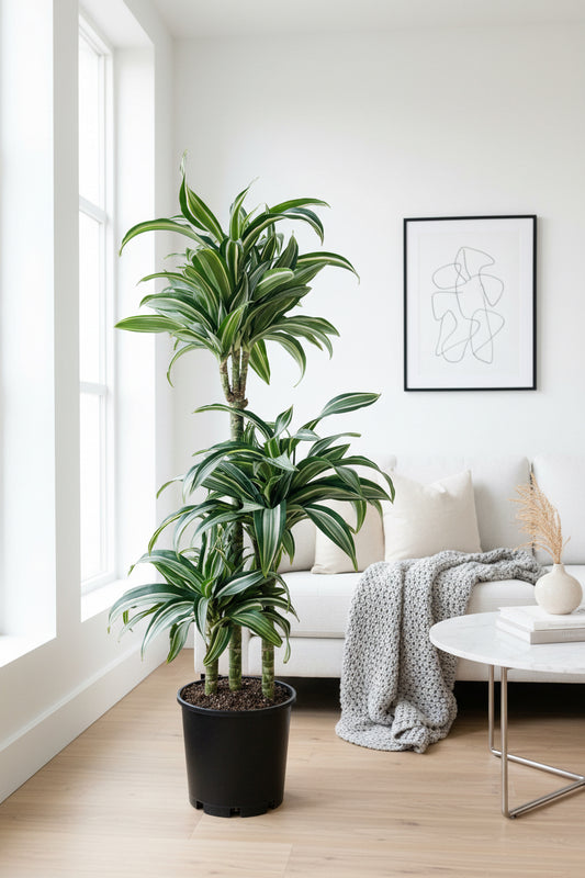 Dracaena Jade Jewel Triple Planted 4.5L
