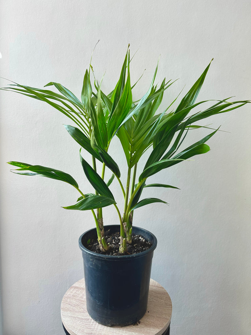 Kentia Palm - Howea Forsteriana Tripple Planted 5.5L - Urban Lush NZ
