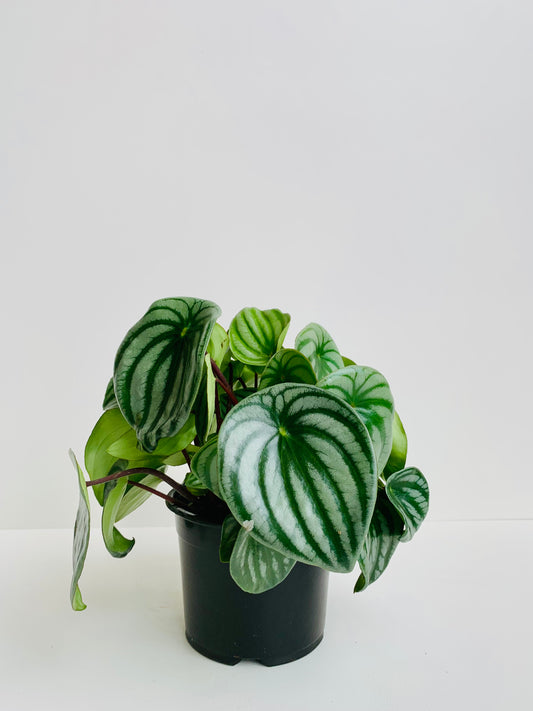 Peperomia Argyreia (Watermelon Peperomia) 14cm - Urban Lush NZ