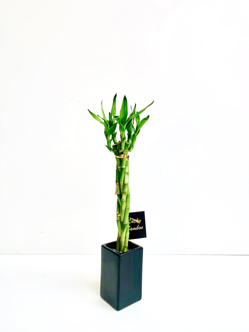 Lucky Bamboo Plait - Urban Lush NZ