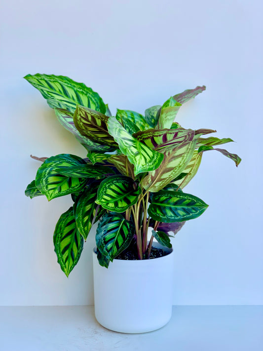 Calathea Flamestar 17cm - Urban Lush NZ
