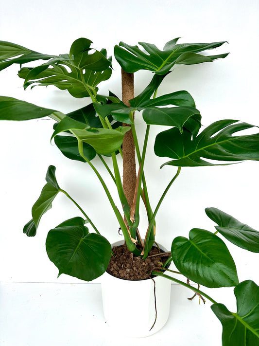 Monstera Deliciosa 23CM