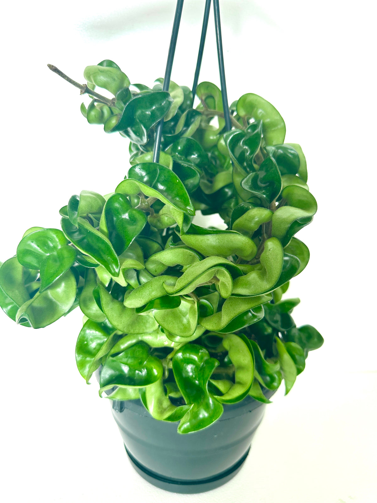 Hoya Hindu Rope in Basket