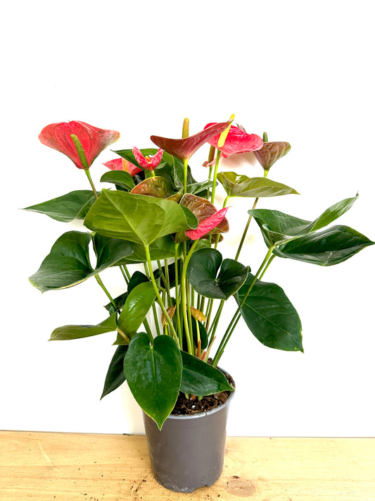 Anthurium Fancy Fewer 17CM - Urban Lush NZ