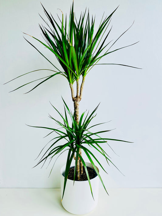 Dracaena Marginata Double Planted 19cm - Urban Lush NZ