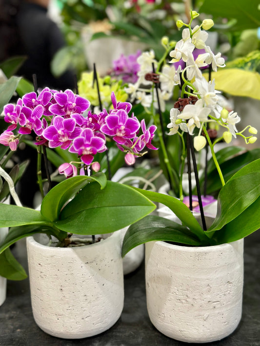 Orchids Assorted Colours 9CM