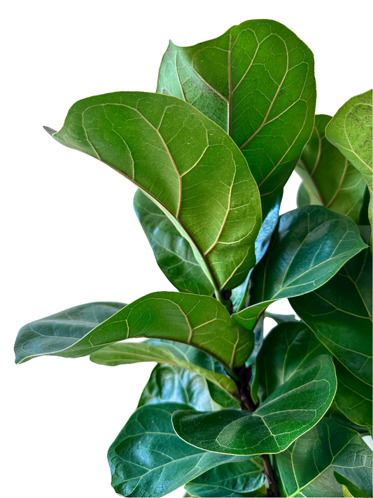Fiddle Leaf Fig - Ficus Lyrata (Bambino) 17cm - Urban Lush NZ