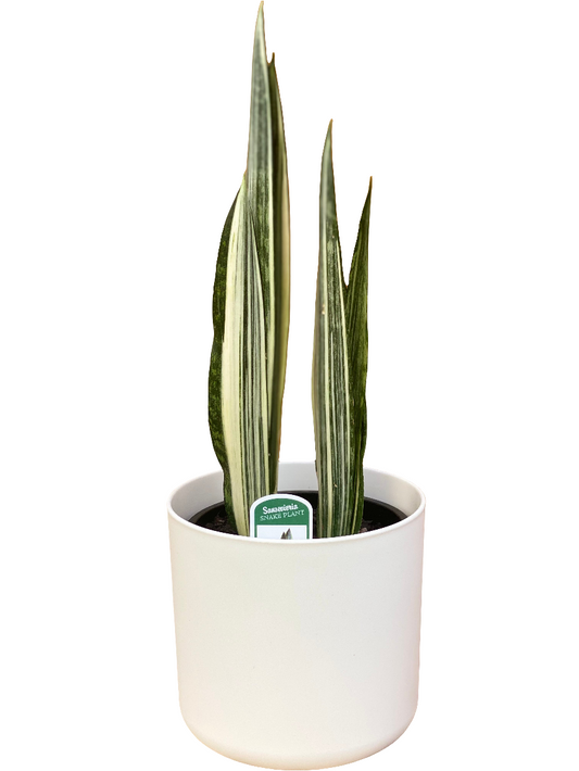 Sansevieria Bantel’s Sensation (Snake Plant) - 14cm - Urban Lush NZ
