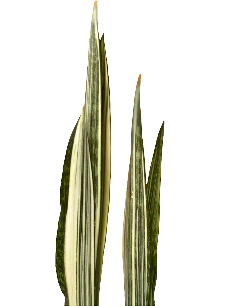 Sansevieria Bantel’s Sensation (Snake Plant) - 14cm - Urban Lush NZ