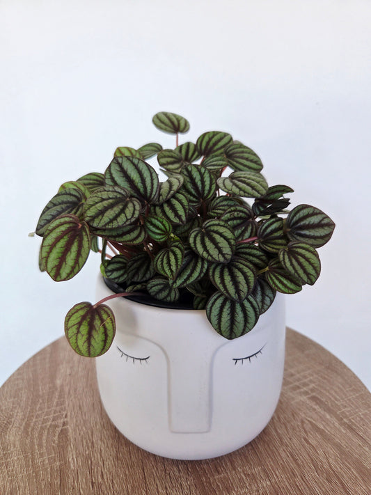 Face Pot 12CM - Urban Lush NZ