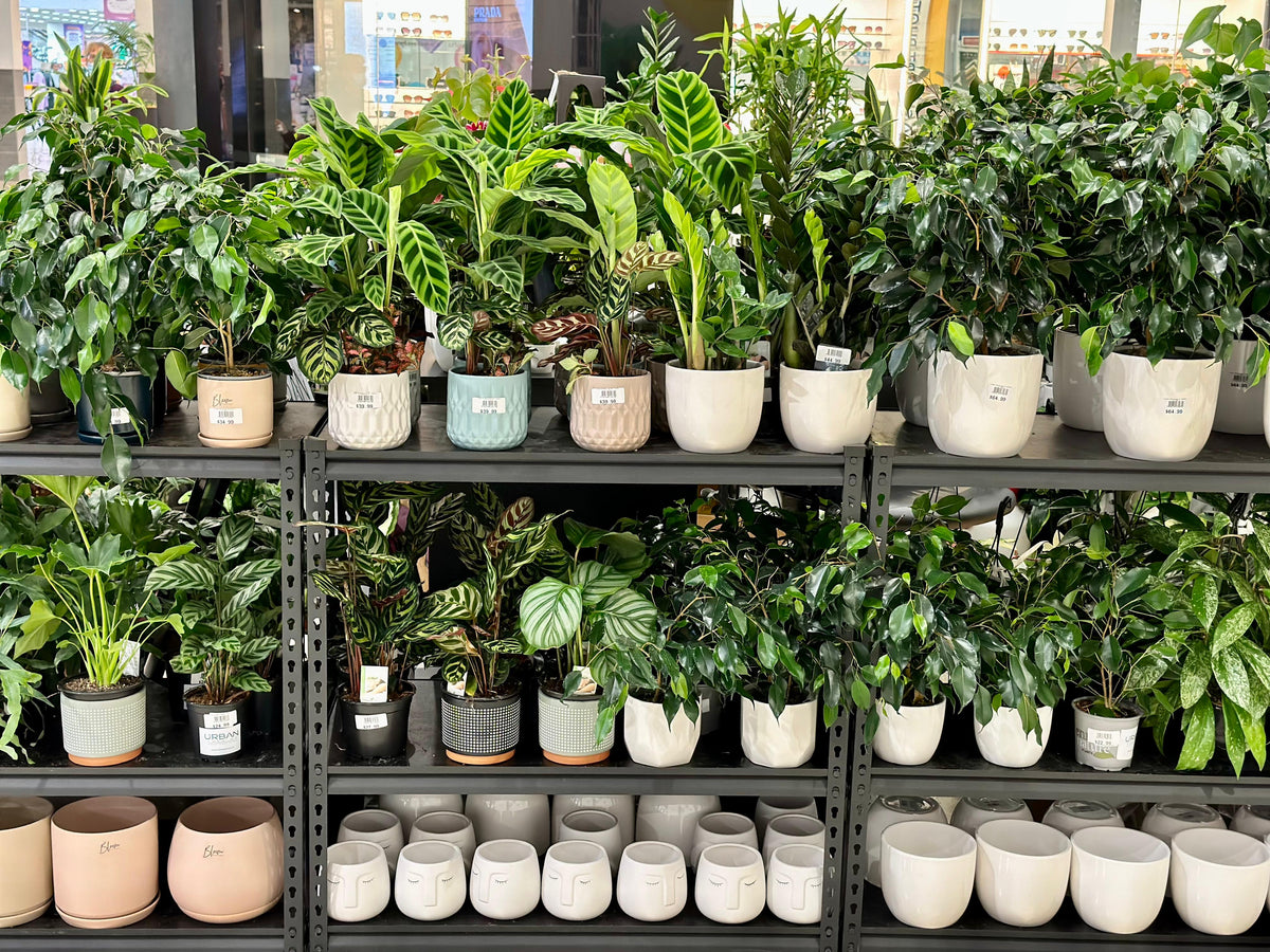 Plants That Help With Allergies