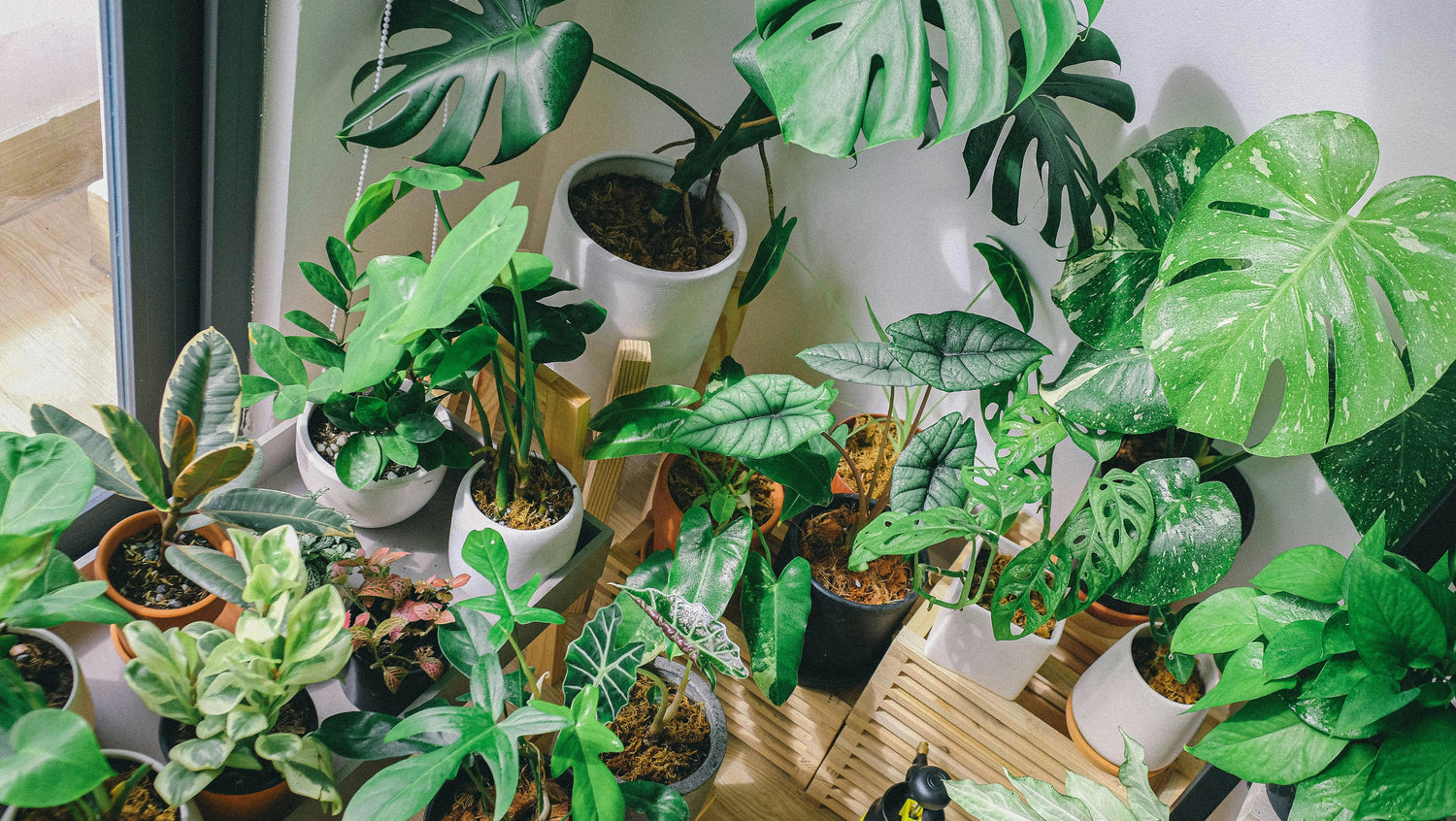 Indoor Plants Featured