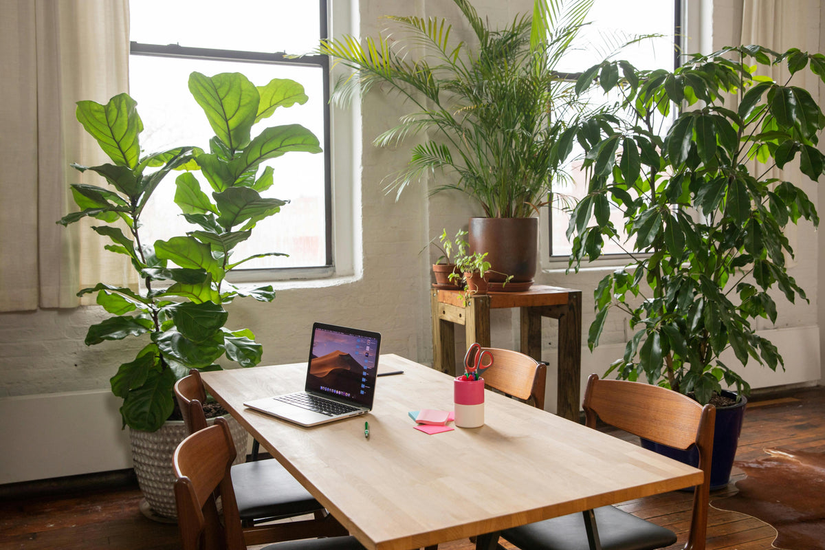 Office Plants