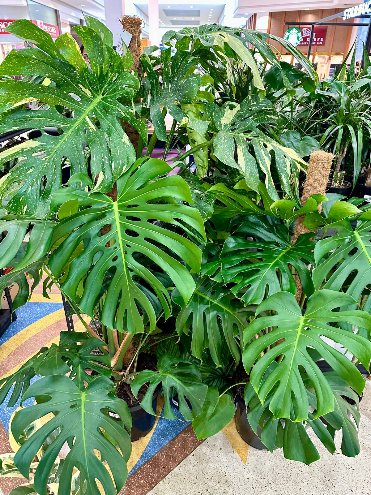 Indoor Plants