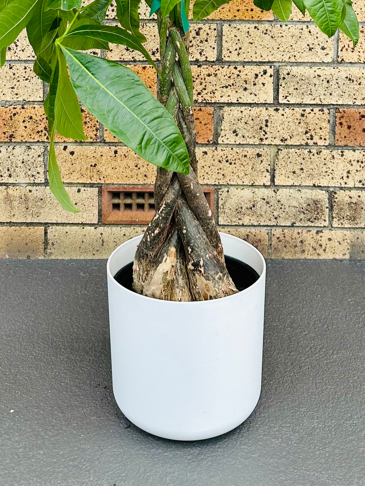 Pachira Braided (Money Tree) Medium 8L