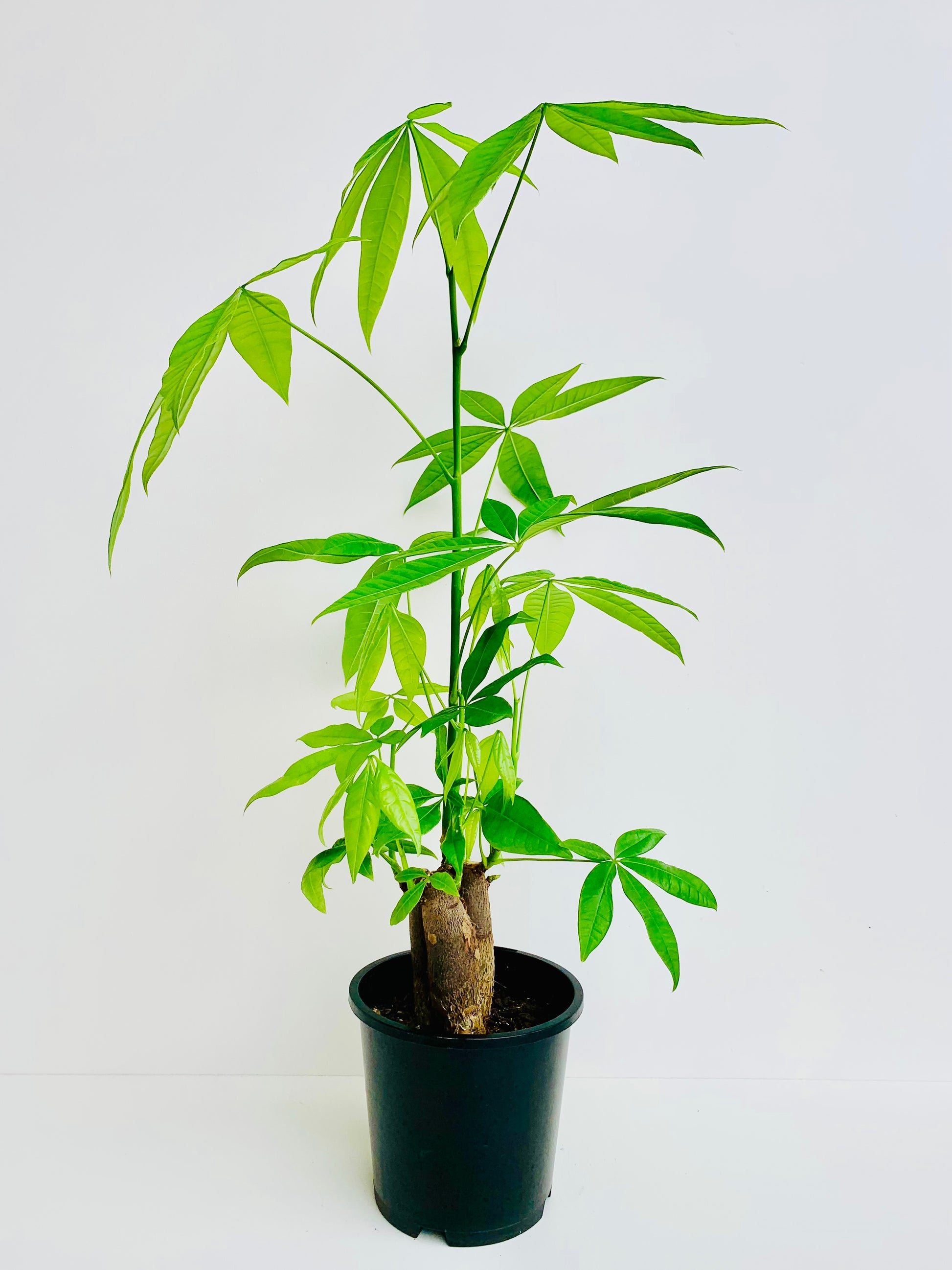 Pachira Aquatica Money Tree 14CM - Urban Lush NZ