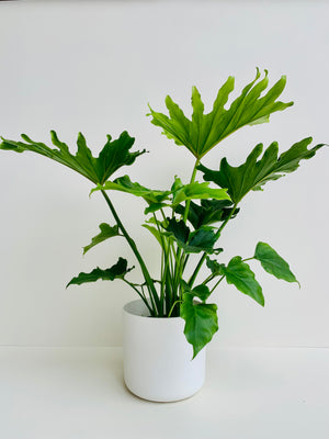 Philodendron Hope (Philodendron Selloum) 14cm - Urban Lush NZ